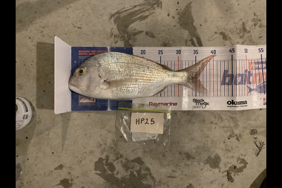 Mark Piskulic caught this 35.5cm Snapper at Northland during The Hirepool Baitmates Fishing Comp
